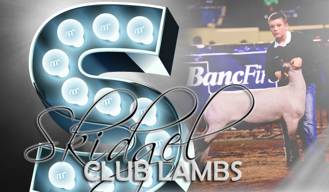 Skidgel Club Lambs