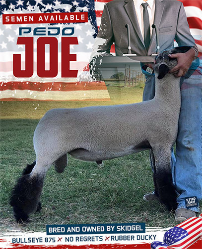 Pedo Joe